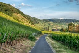 Mosel Cycle Path